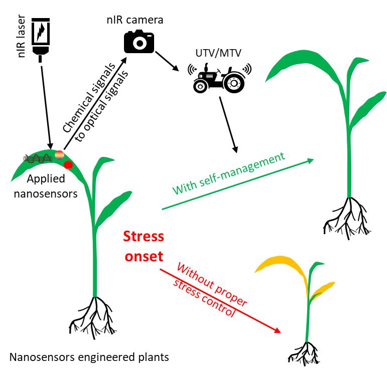 应用纳米感应元件助力作物胁迫早期诊断和自我管理。