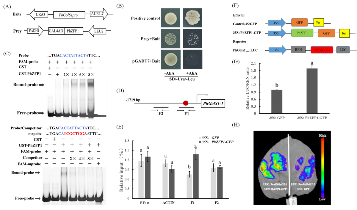 PhZFP1结合PhGolS1-1启动子并激活其表达