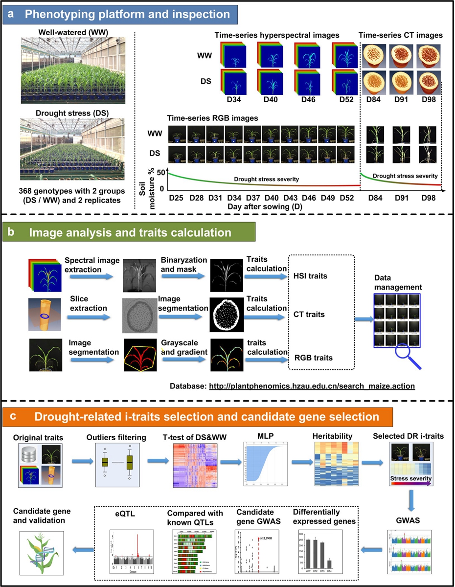 图1. 结合表型组和全基因组关联分析揭示玉米抗旱遗传机制。a.高通量作物表型平台及实验设计；b.高光谱成像（HSI）、微型CT、RGB图像分析及图像性状i-traits提取；c.干旱胁迫相关图像性状筛选和后续功能基因挖掘