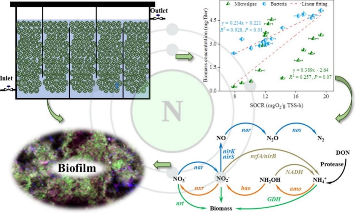 推流式菌藻共生系统中生物膜活性与藻、菌浓度的相关性及氮代谢模式图