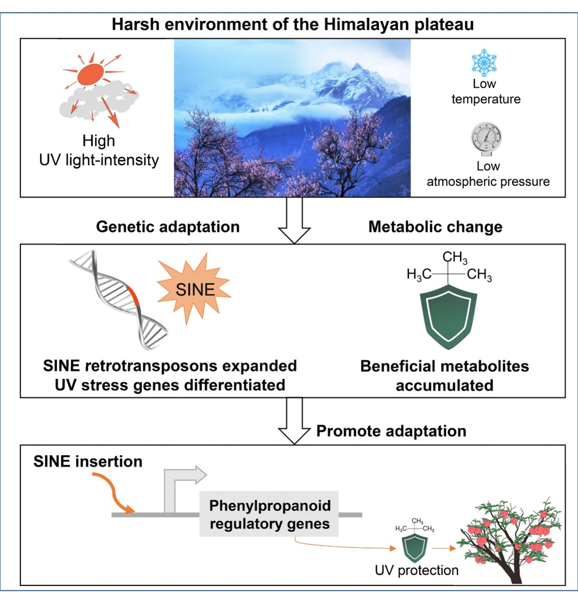 图1青藏高原植物光核桃适应高海拔的遗传基础的模型在极端的环境下，SINE转座子爆发和跳跃以及适应逆境的代谢物积累（中间图），SINE转座子插入苯丙烷代谢物调控基因以进一步促进适应逆境代谢物的积累从而在高海拔地区适应并长期生存。