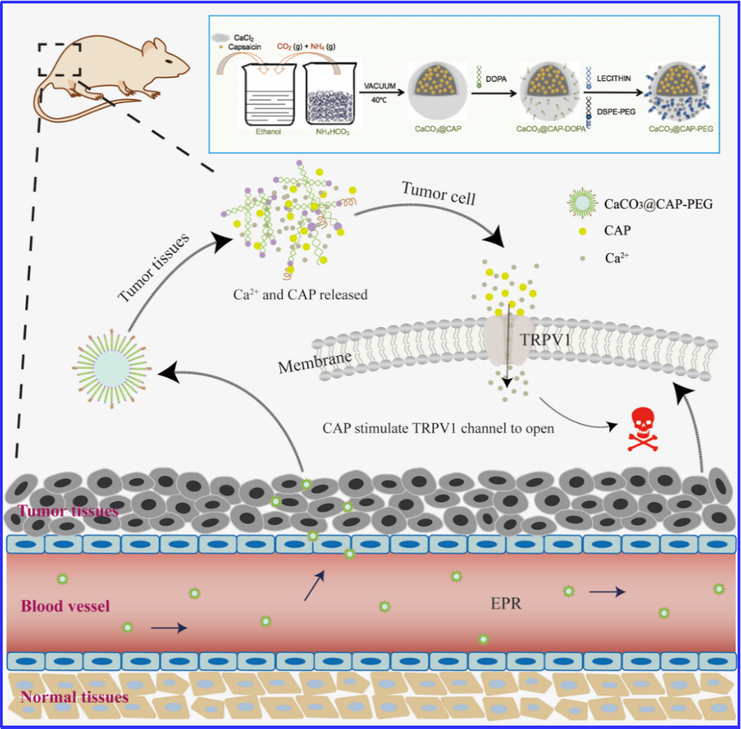 CaCO3@CAP-PEG纳米颗粒制备过程、作用机制及肿瘤治疗的示意图
